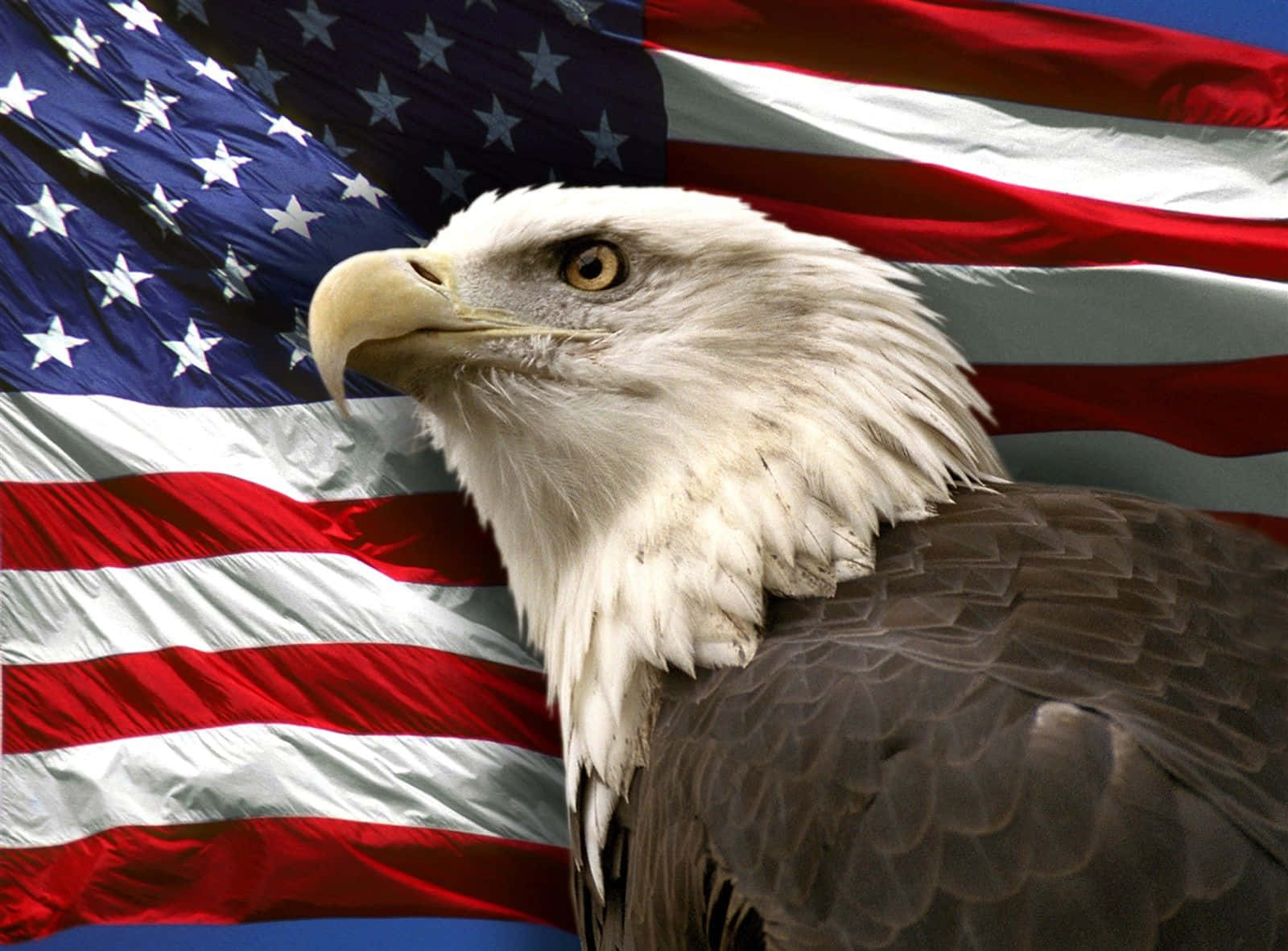 ¡muestratu Orgullo Estadounidense Con Un Águila Calva! Fondo de pantalla