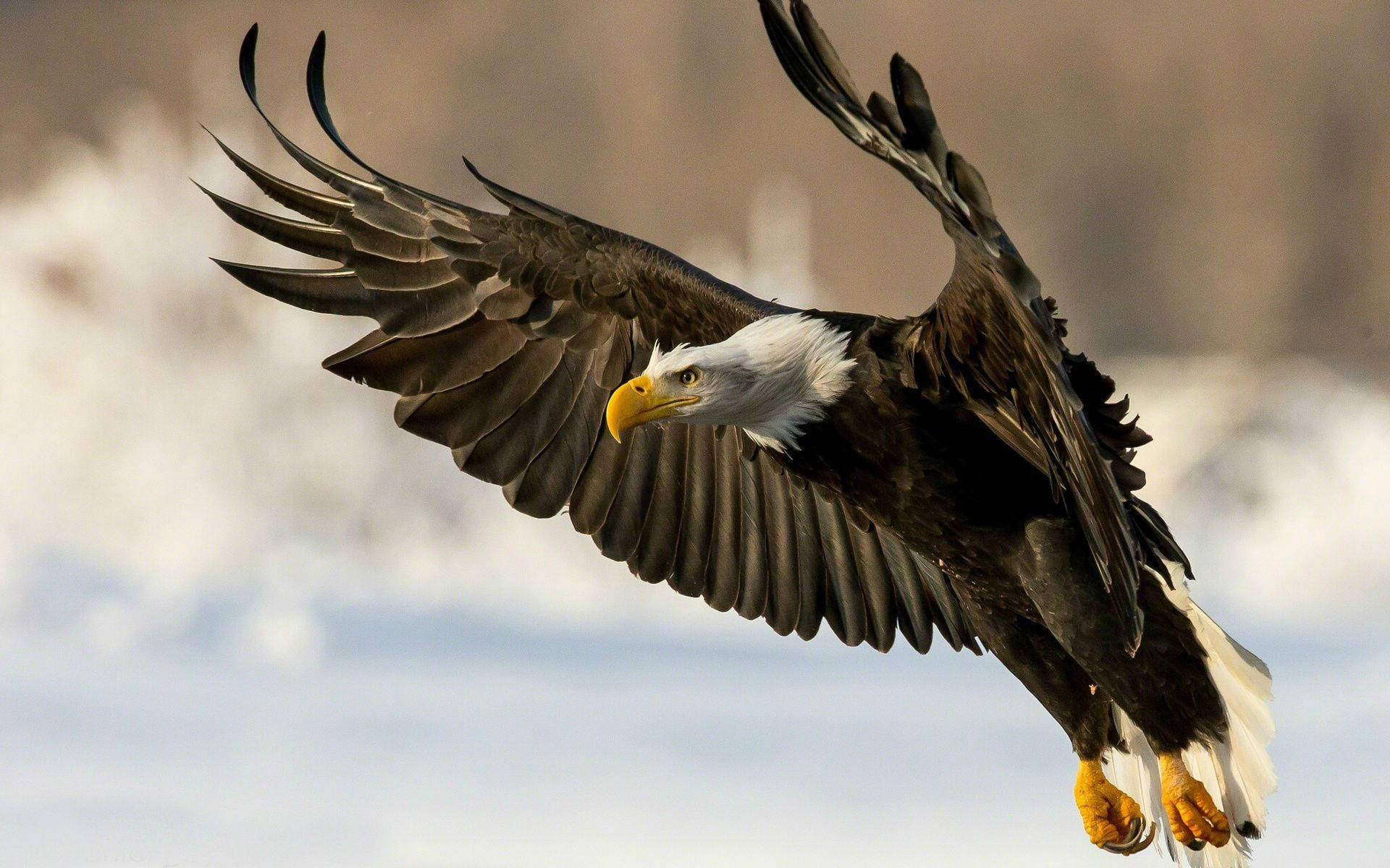 American Eagle With Huge Wings Wallpaper