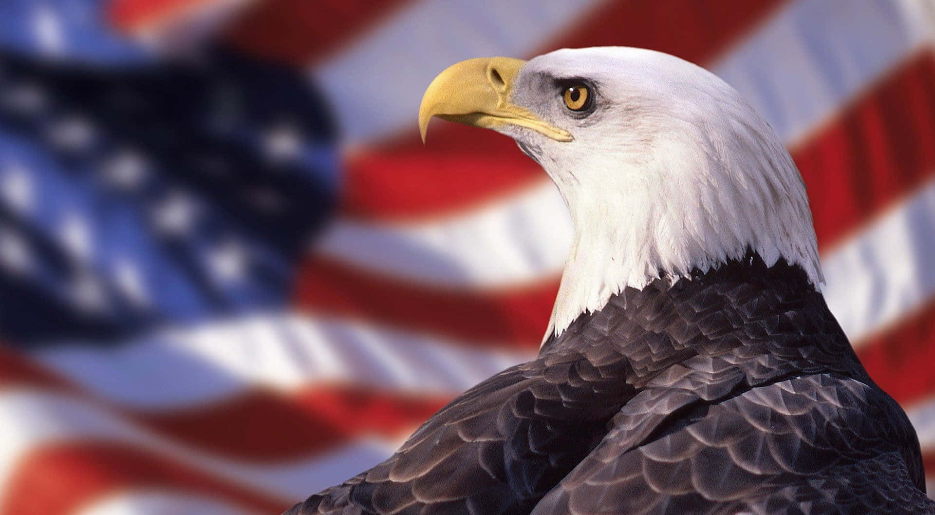 A Bald Eagle Is Standing In Front Of An American Flag Wallpaper