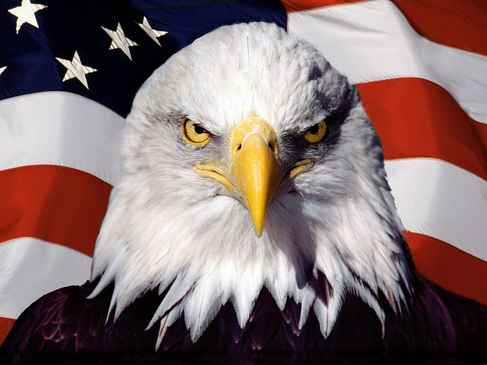 American Flag And Intimidating Eagle Wallpaper