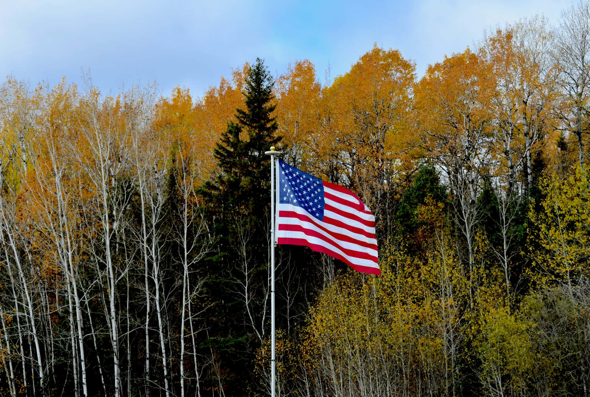 American Flag Autumn Forest Backdrop Wallpaper