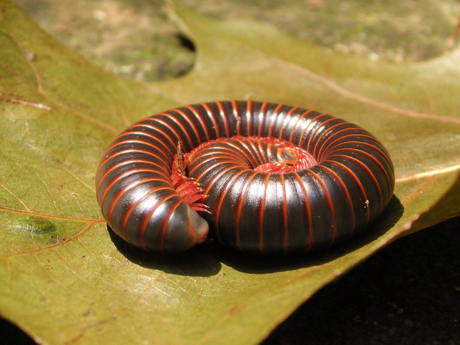 American Giant Millipede Curled Up On A Leaf Wallpaper