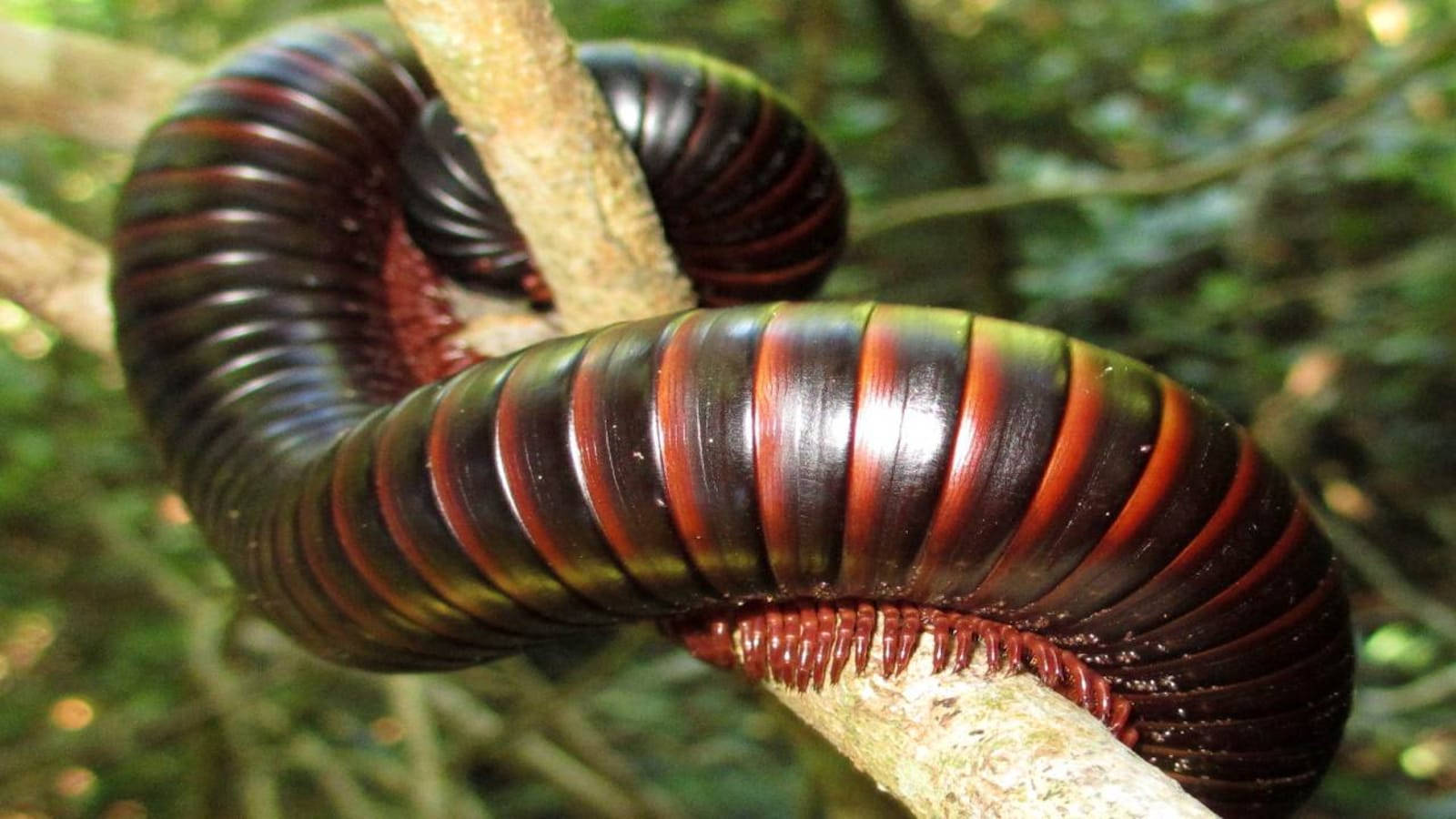 American Giant Millipede On A Tree Background