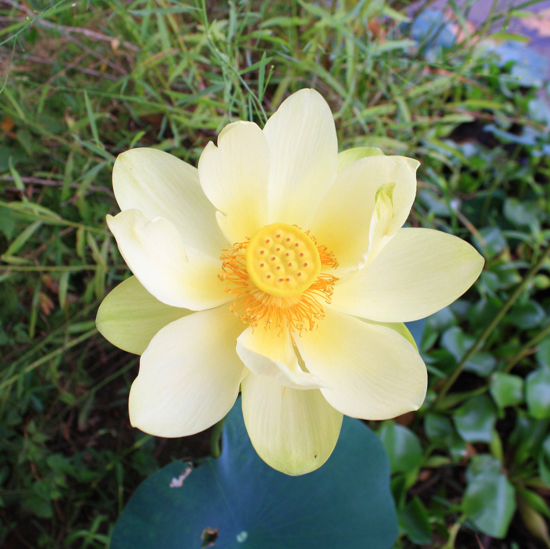 American Lotus Flower Wallpaper