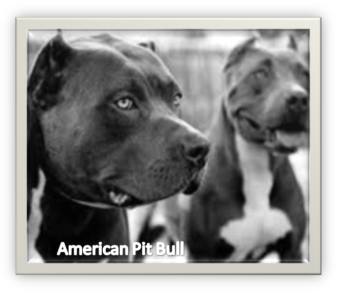 American Pit Bull Terriers Portrait PNG