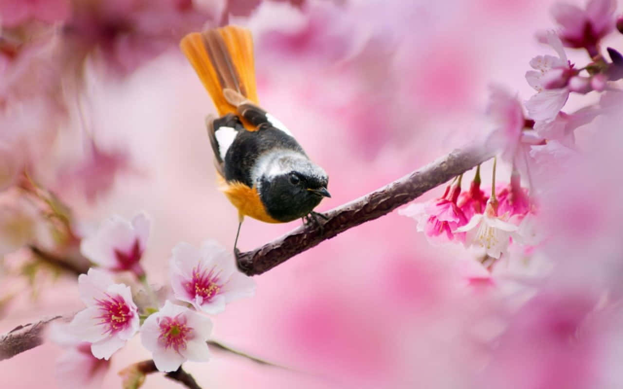 American Redstartin Spring Blossoms Wallpaper