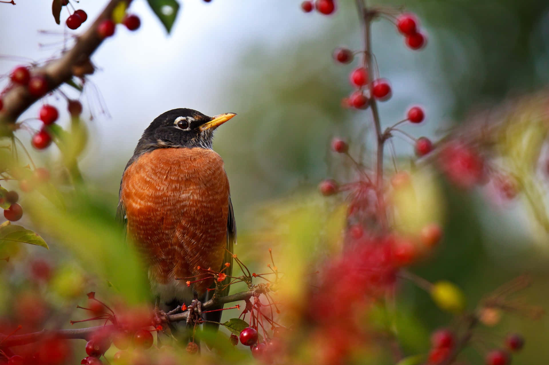 American Robin Among Berries Wallpaper