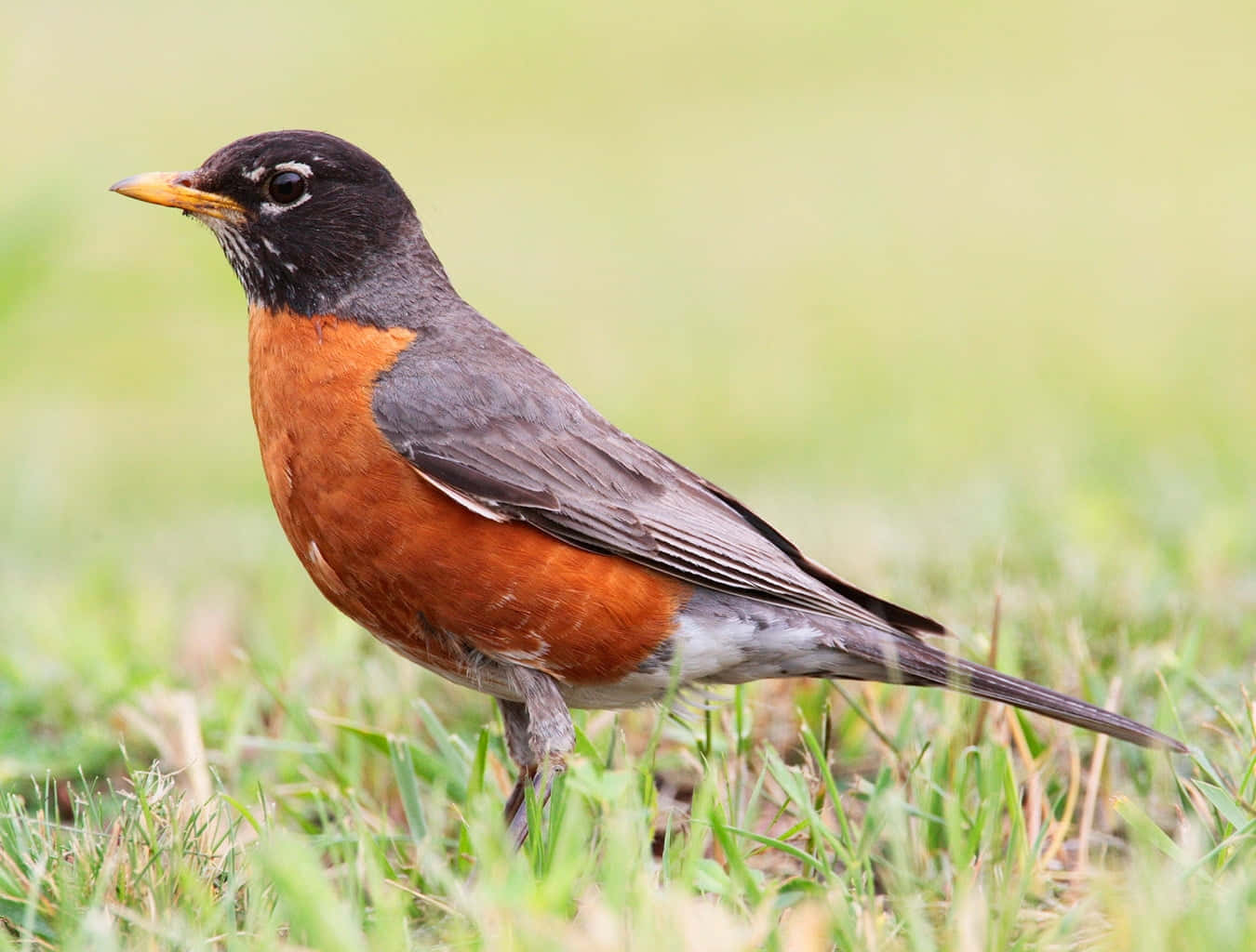 American Robinon Grass Wallpaper