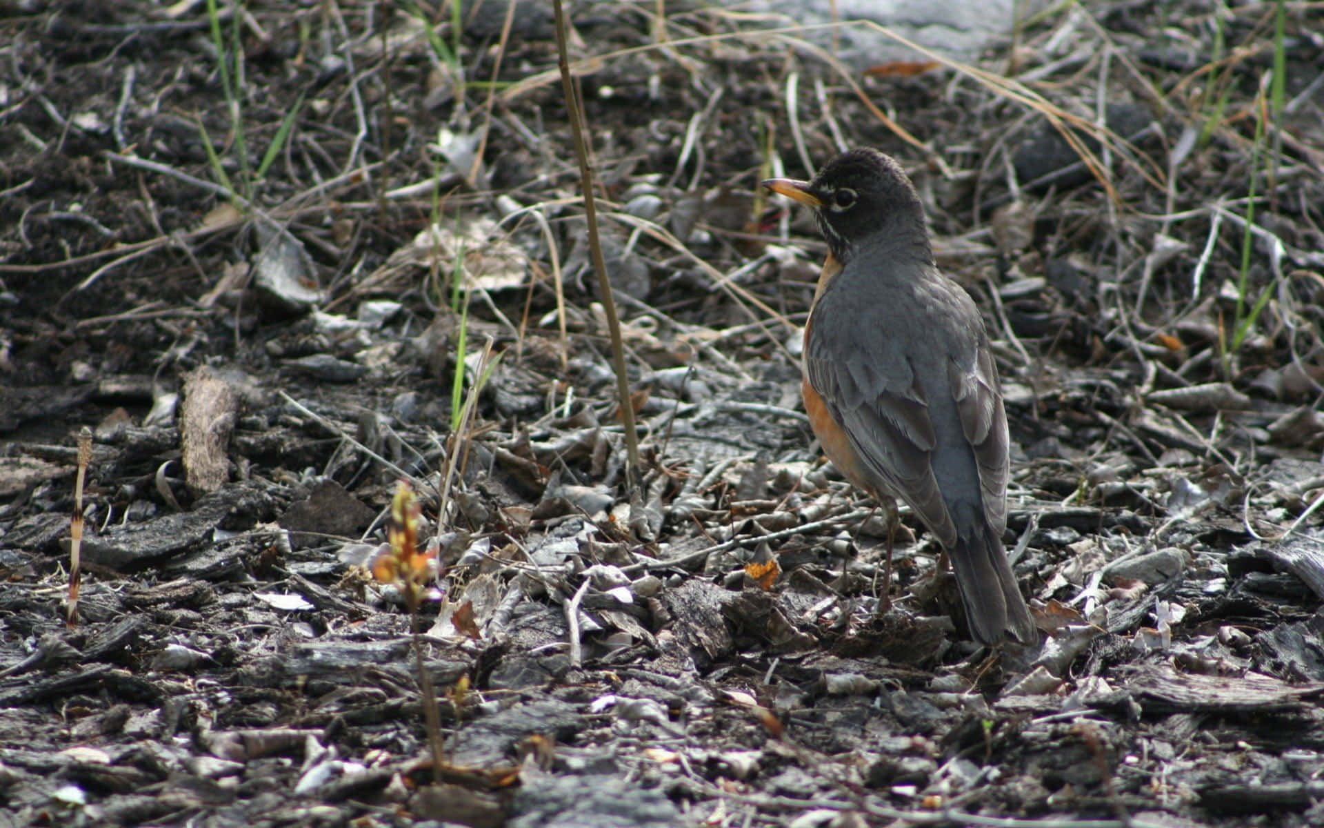 American Robinon Ground Wallpaper