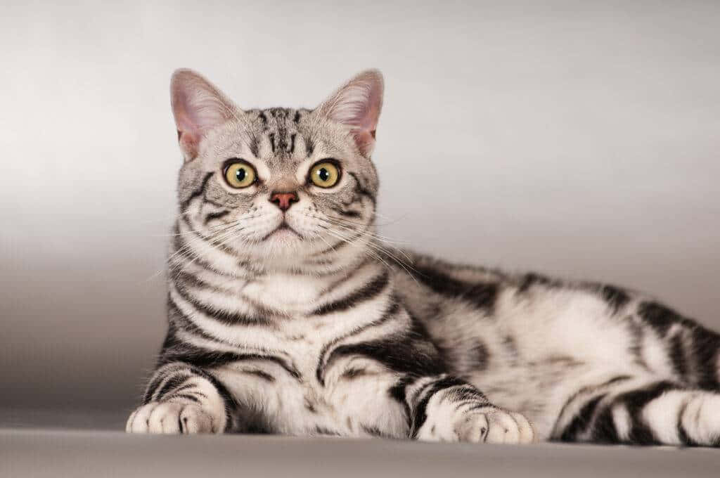 Beautiful American Shorthair cat lounging on a cozy couch Wallpaper