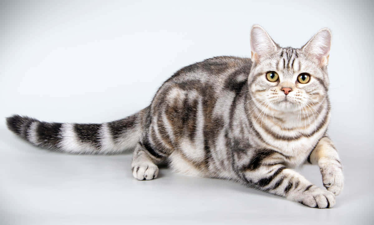 American Shorthair Cat Relaxing on a Sofa Wallpaper