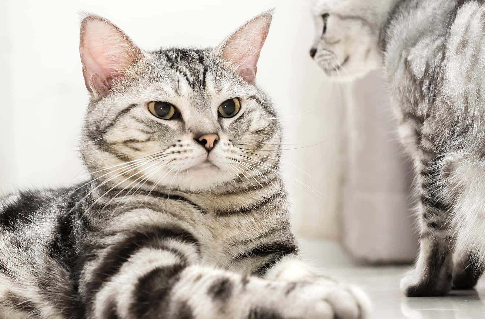 Caption: Beautiful American Shorthair cat lounging on a wooden table Wallpaper