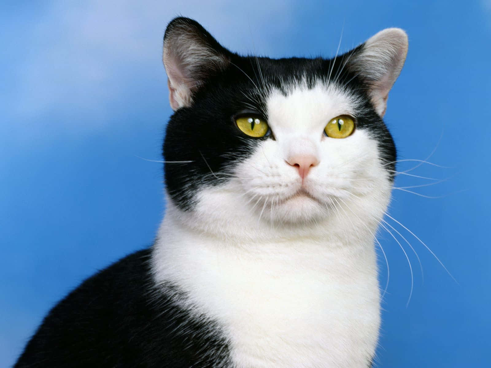 Portrait of a beautiful American Shorthair cat Wallpaper