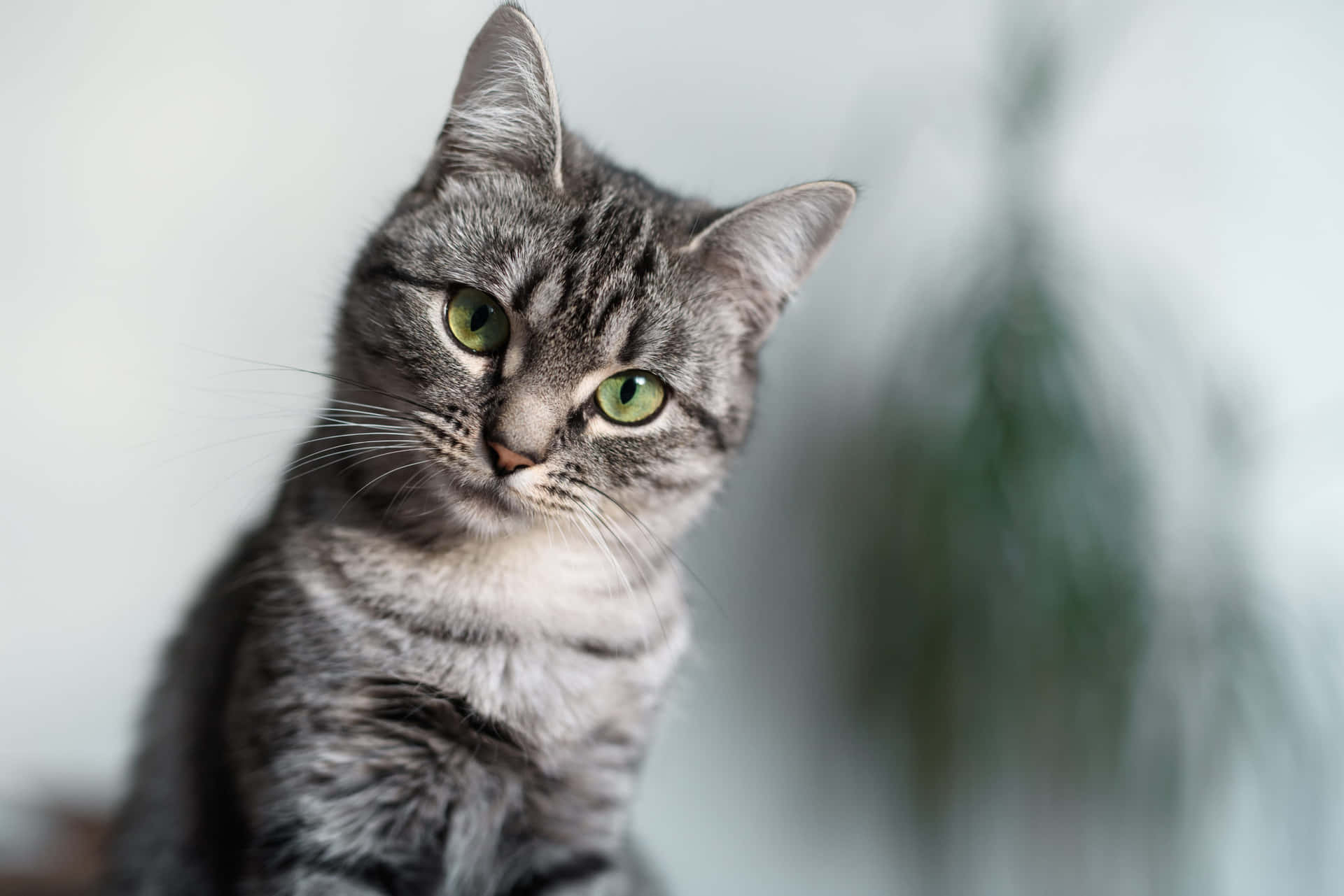 Beautiful American Shorthair cat lounging on a couch Wallpaper