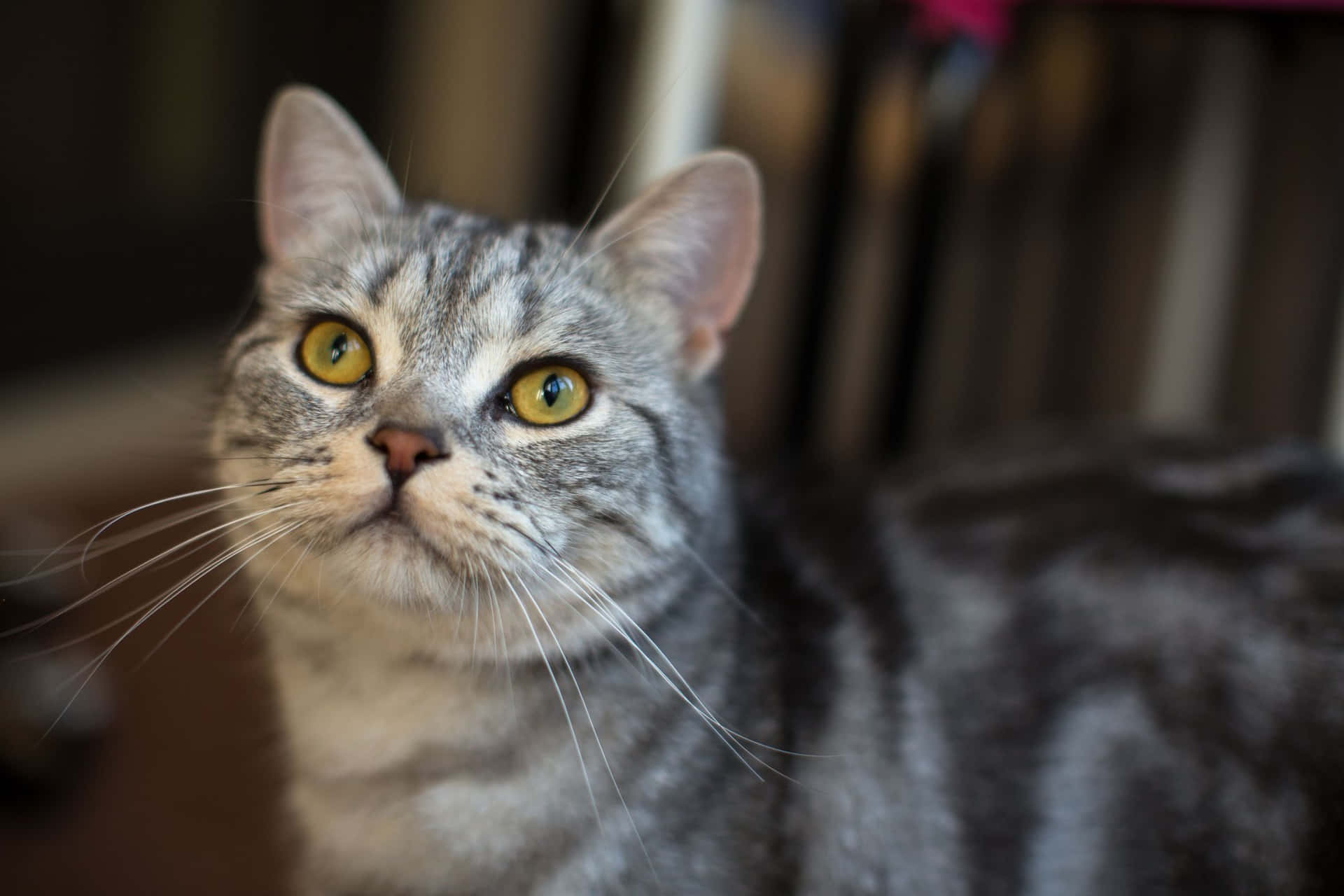 Impresionanteretrato De Un Gato American Shorthair Fondo de pantalla
