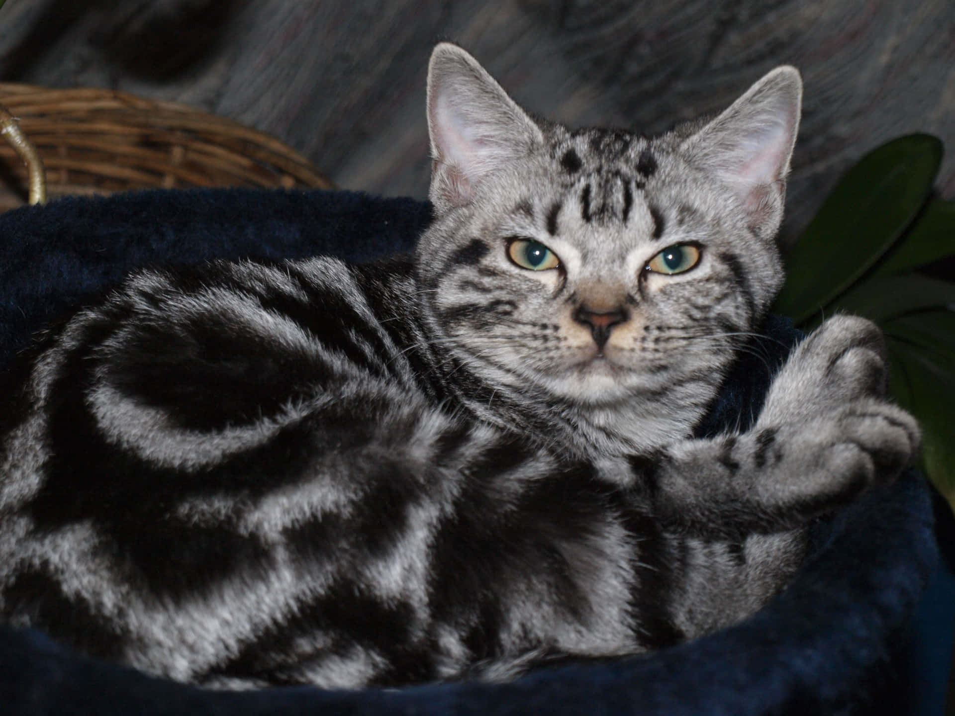 Portrait of a Beautiful American Shorthair Cat Wallpaper