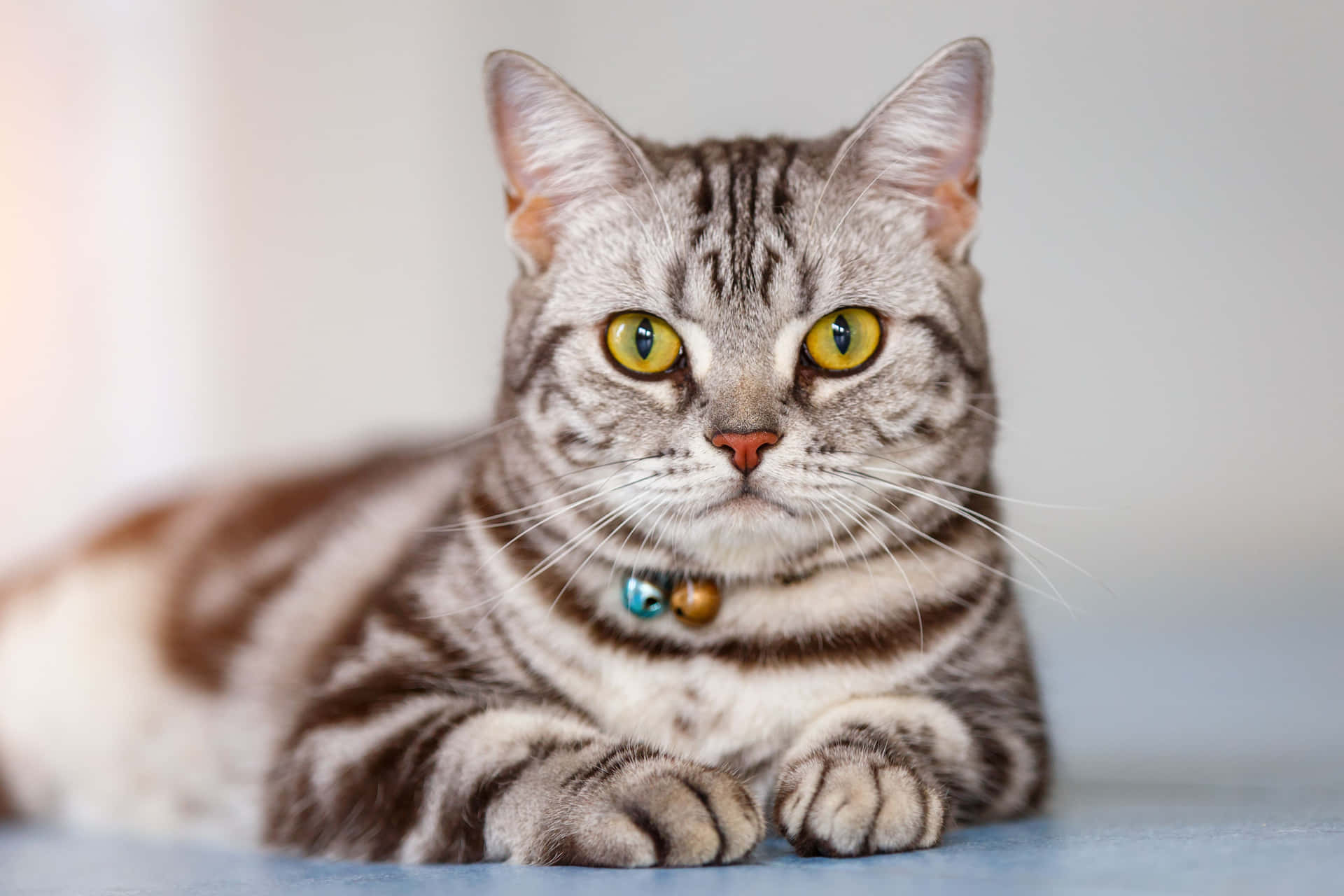 Caption: Beautiful American Shorthair Cat Lounging at Home Wallpaper