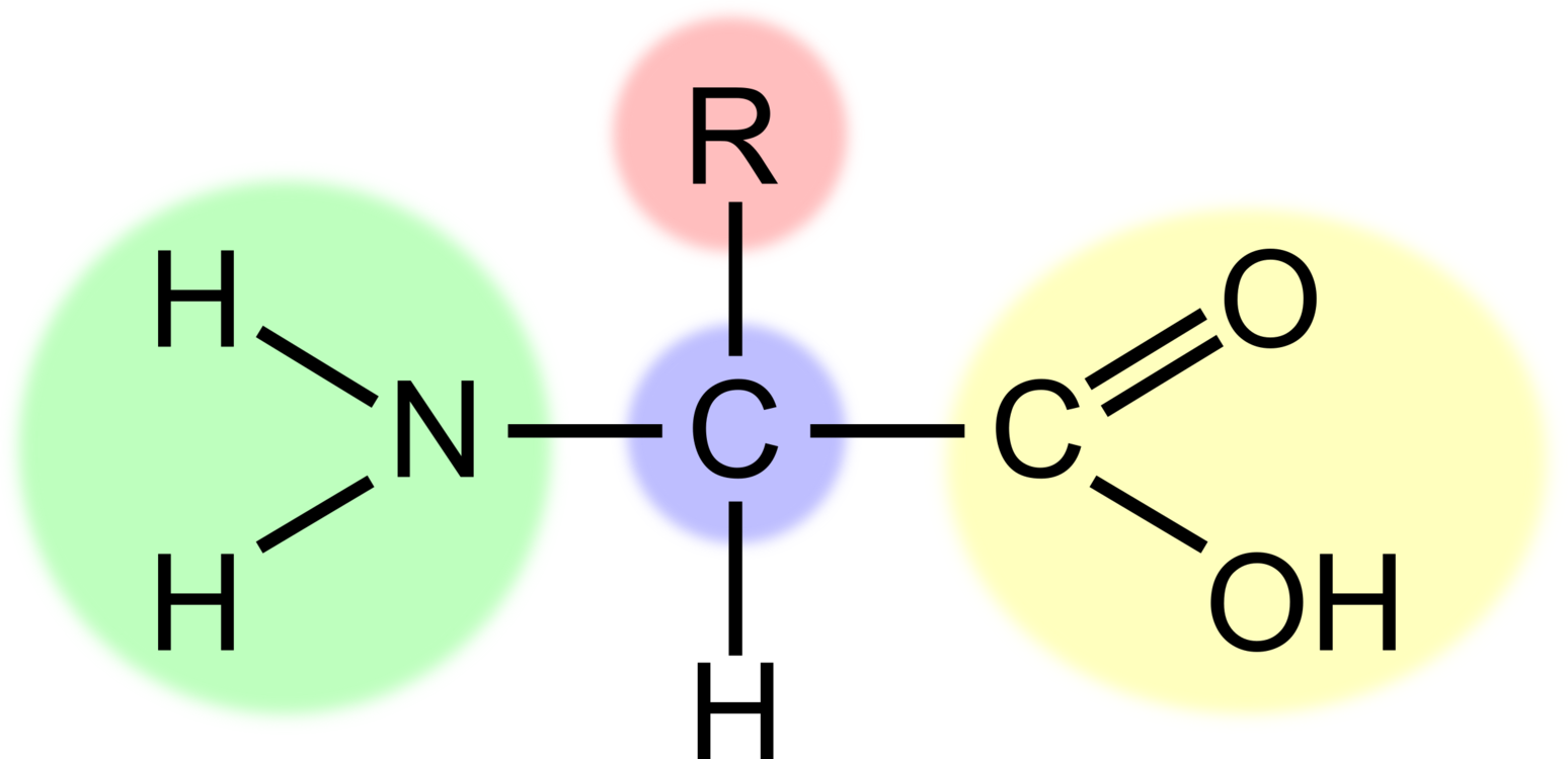 Amino Acid Structure Diagram PNG