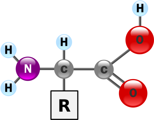 Amino Acid Structure Representation PNG