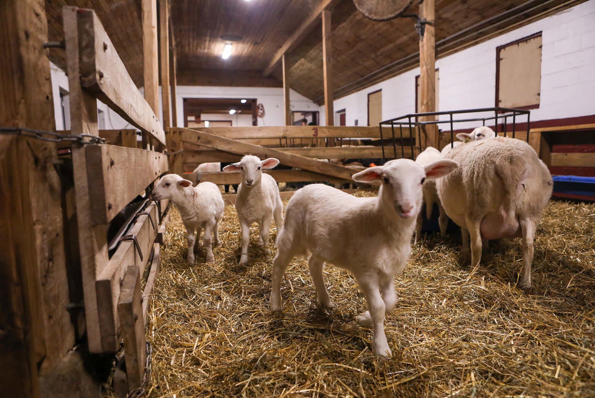 Ammirabileagnello Che Pascola Nel Prato