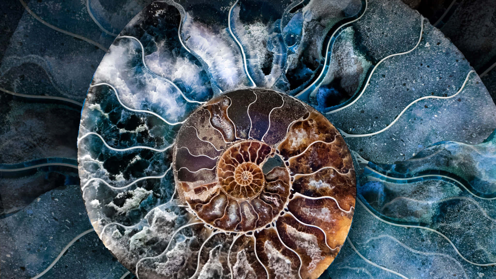 Ammonite Fossil Artistic Representation Wallpaper
