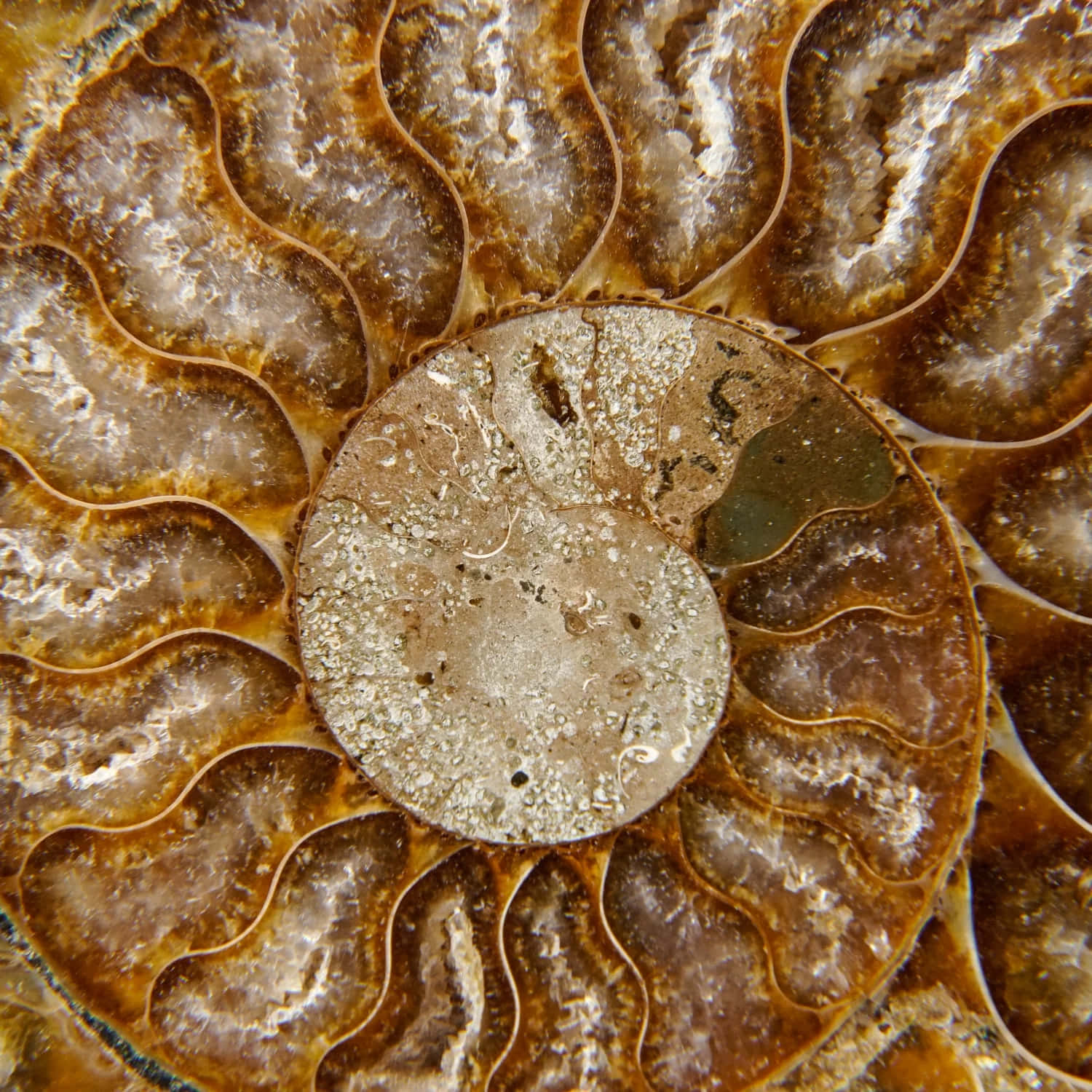 Ammonite Fossil Closeup Wallpaper