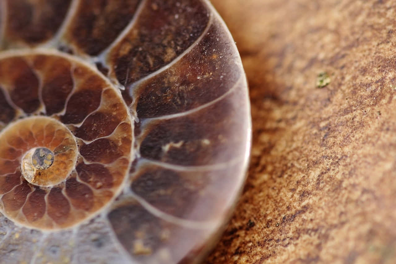 Ammonite Fossil Closeup Wallpaper