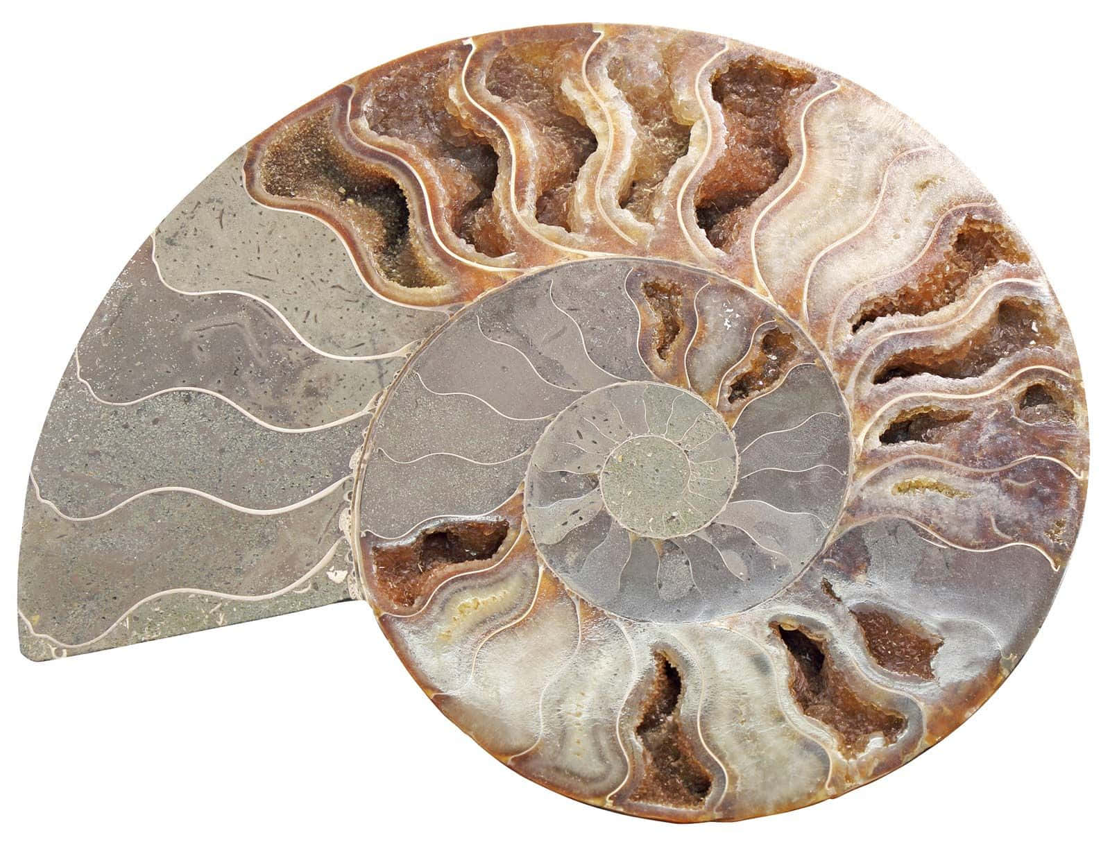 Ammonite Fossil Cross Section Wallpaper