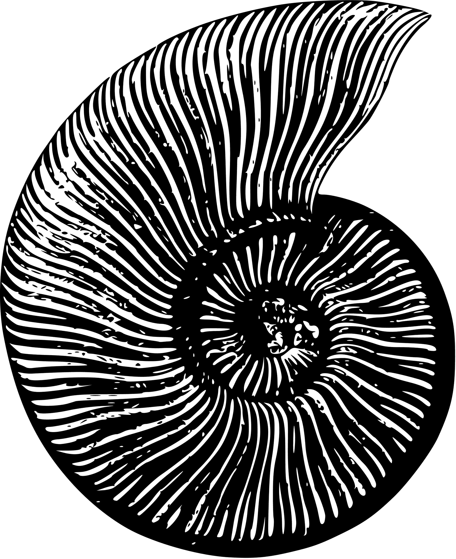 Ammonite Fossil Illustration PNG