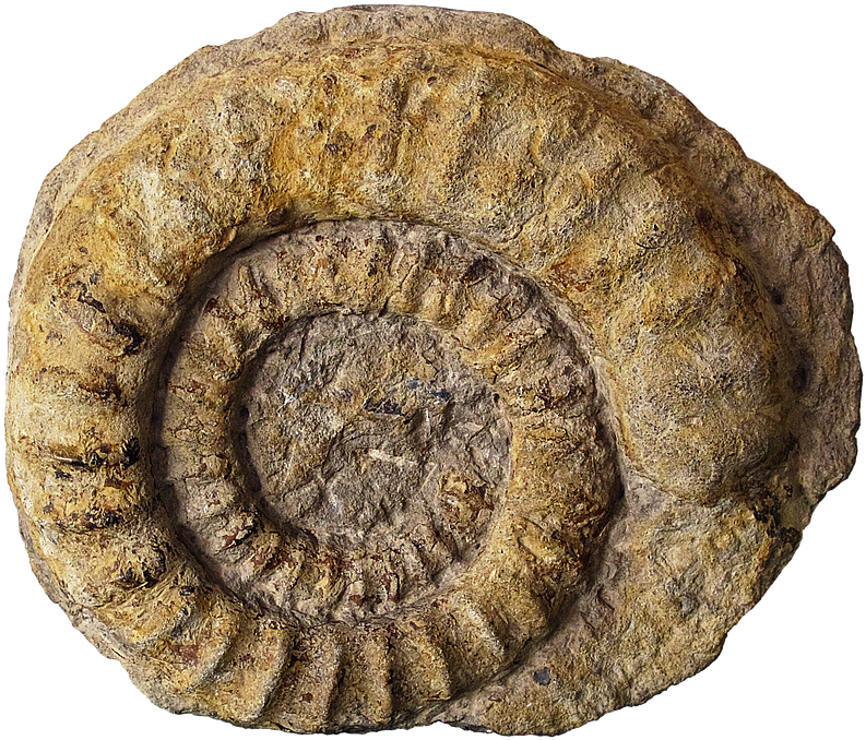 Ammonite Fossil Spiral Texture PNG