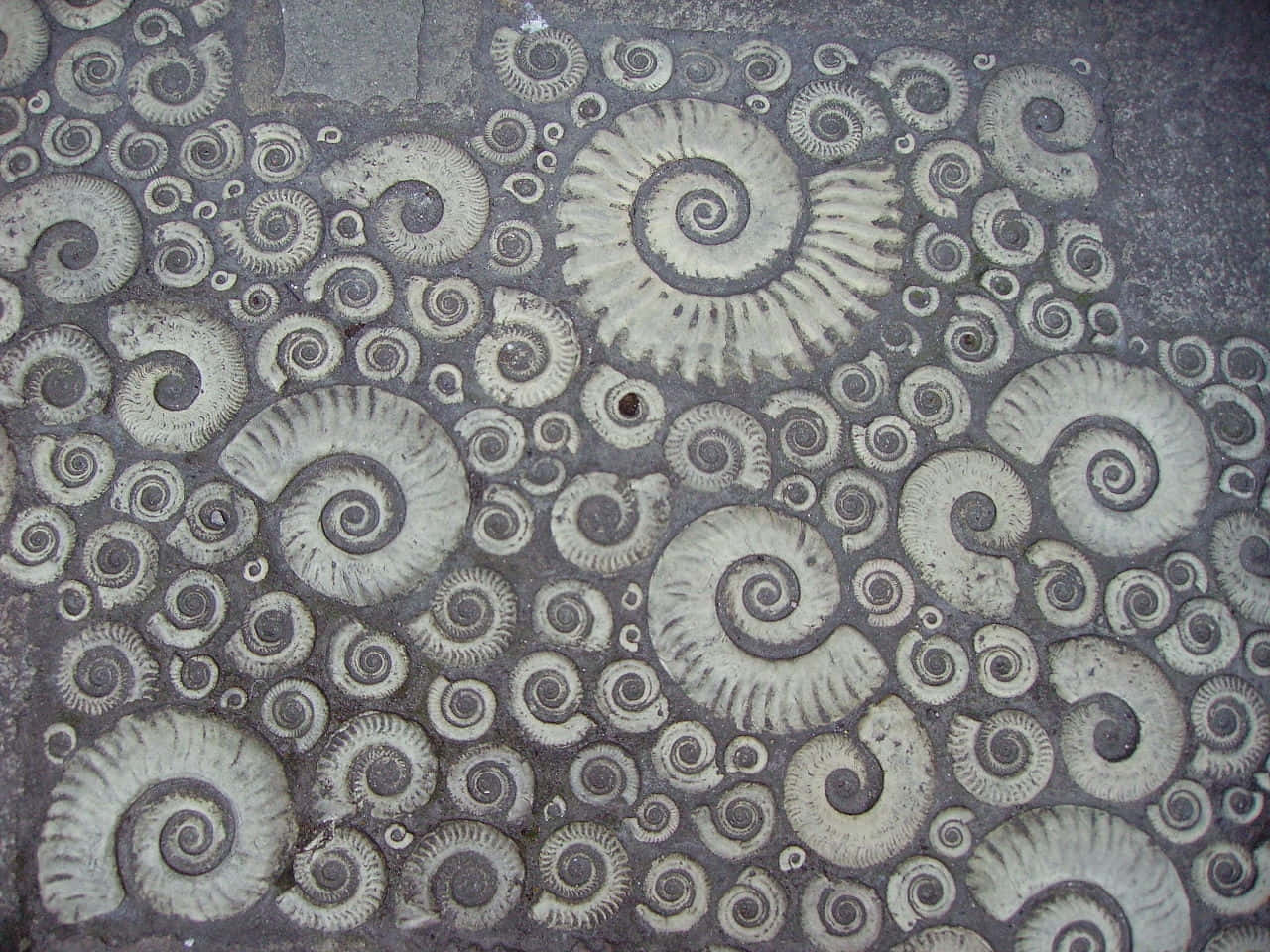 Ammonite Fossils Pavement Texture Wallpaper
