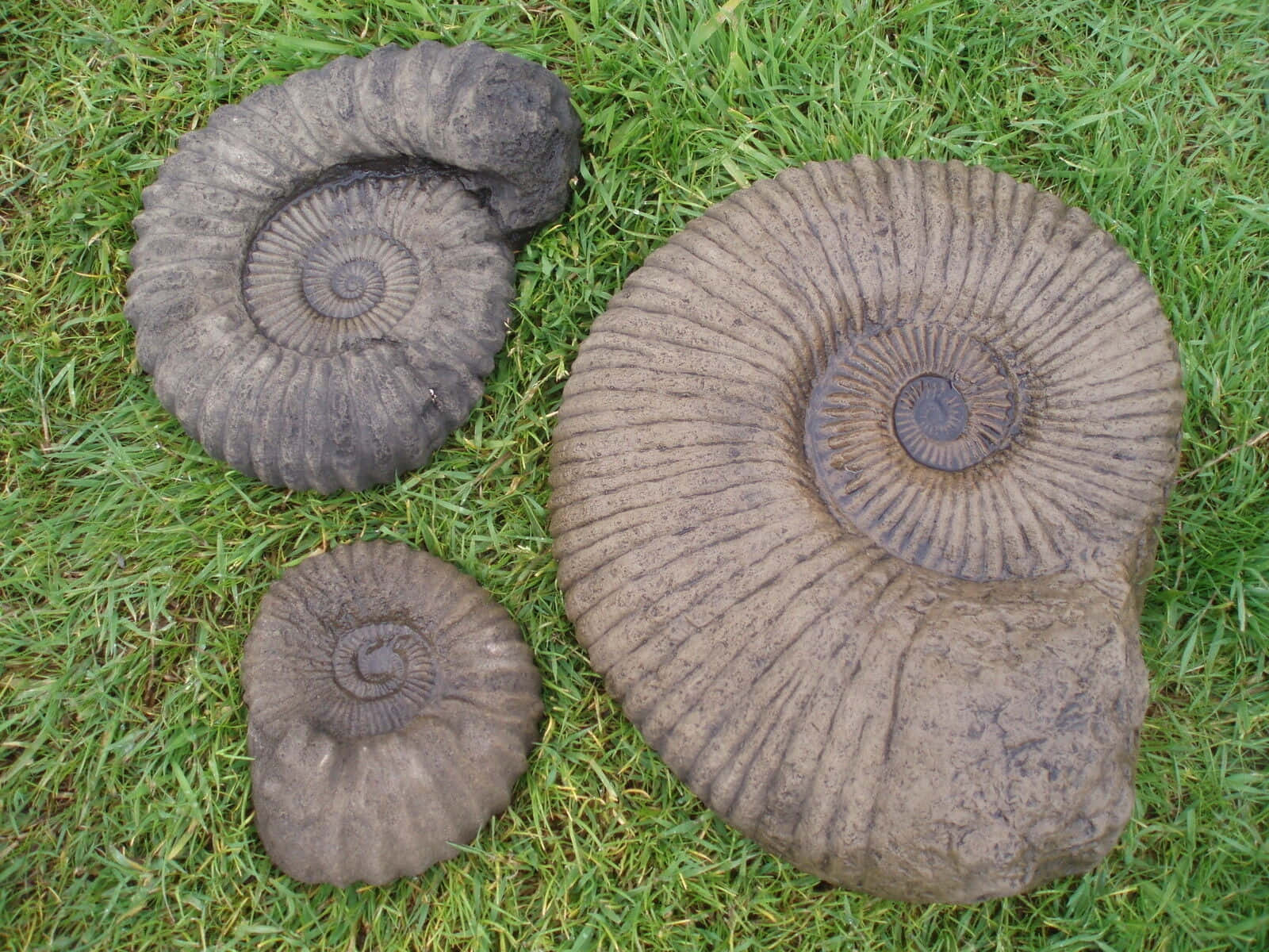 Ammonite Fossilson Grass Wallpaper