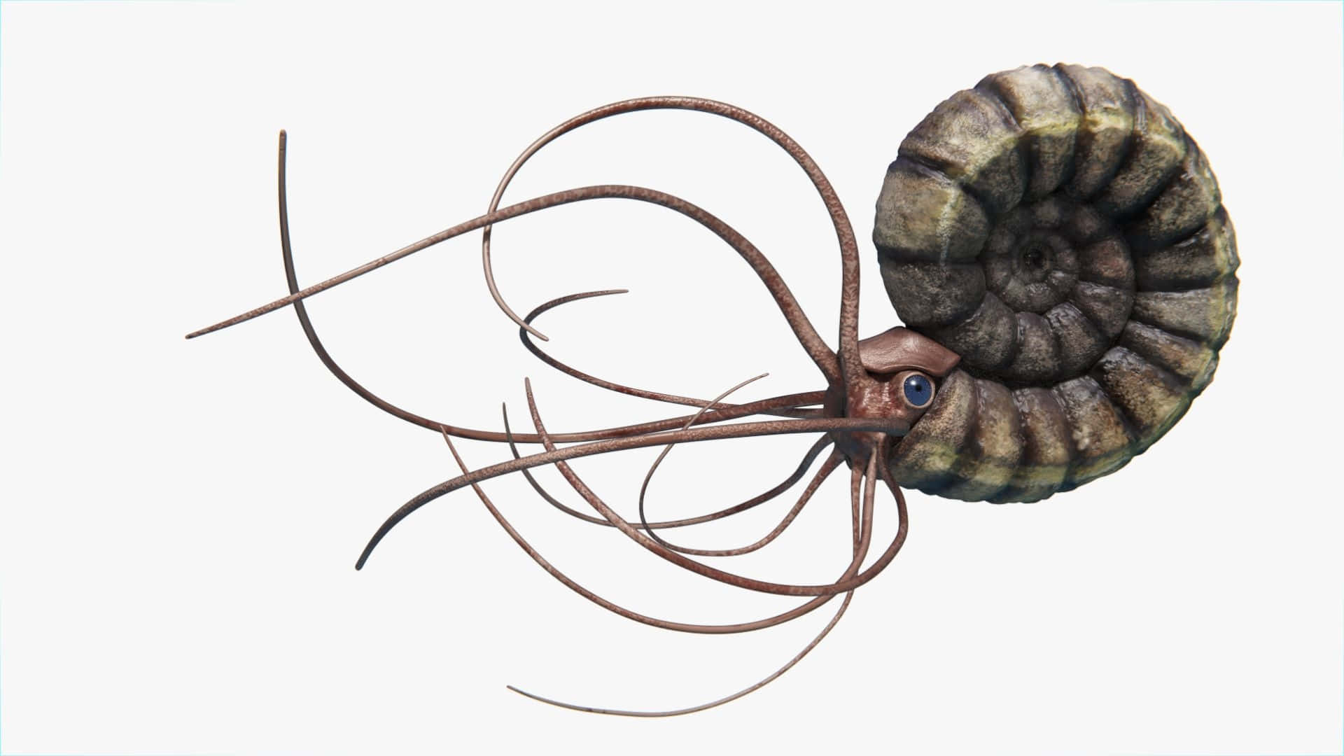 Ammonite Illustrationwith Tentacles Wallpaper