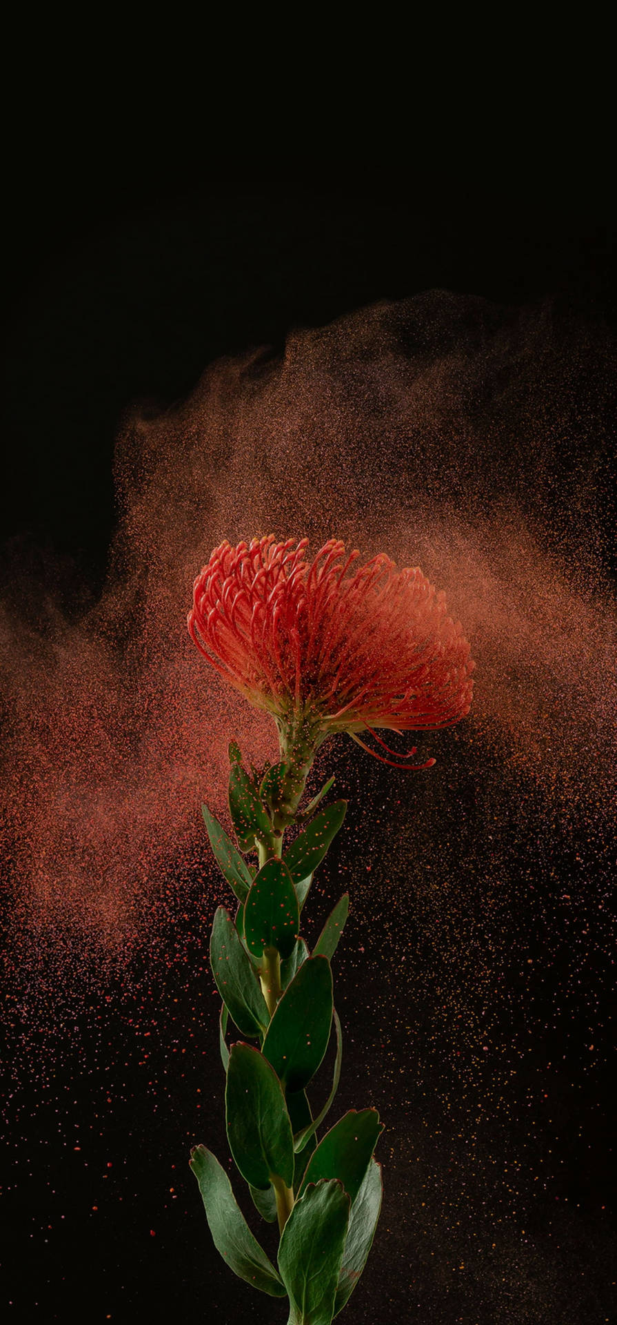 Amoledandroid Estética Flor Roja Fondo de pantalla