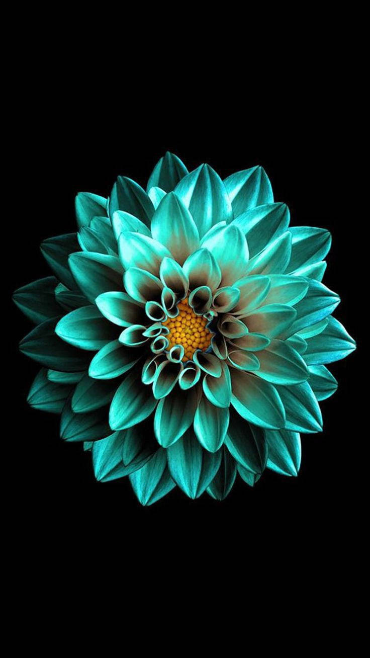 AMOLED Android Blue Green Flower Wallpaper