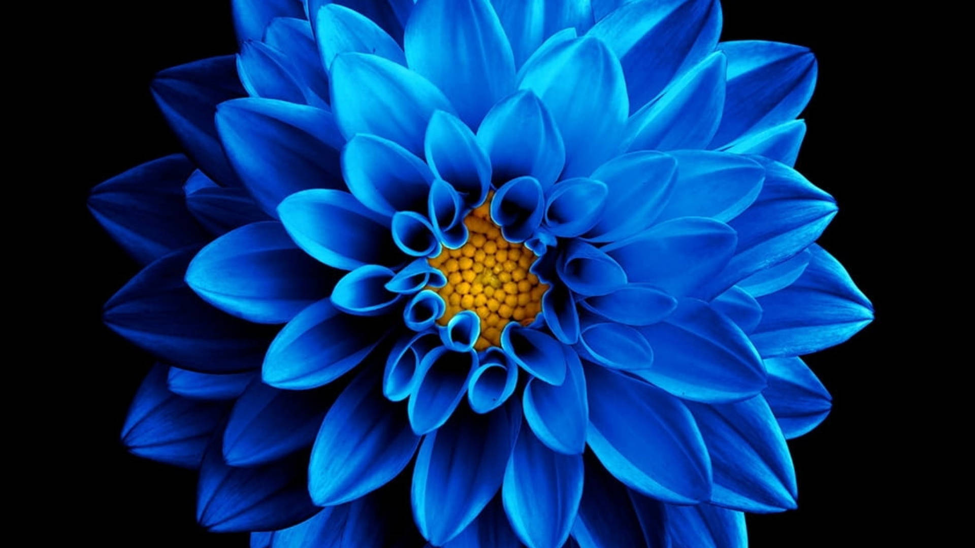 Crisantemo Blu Amoled 4k Sfondo