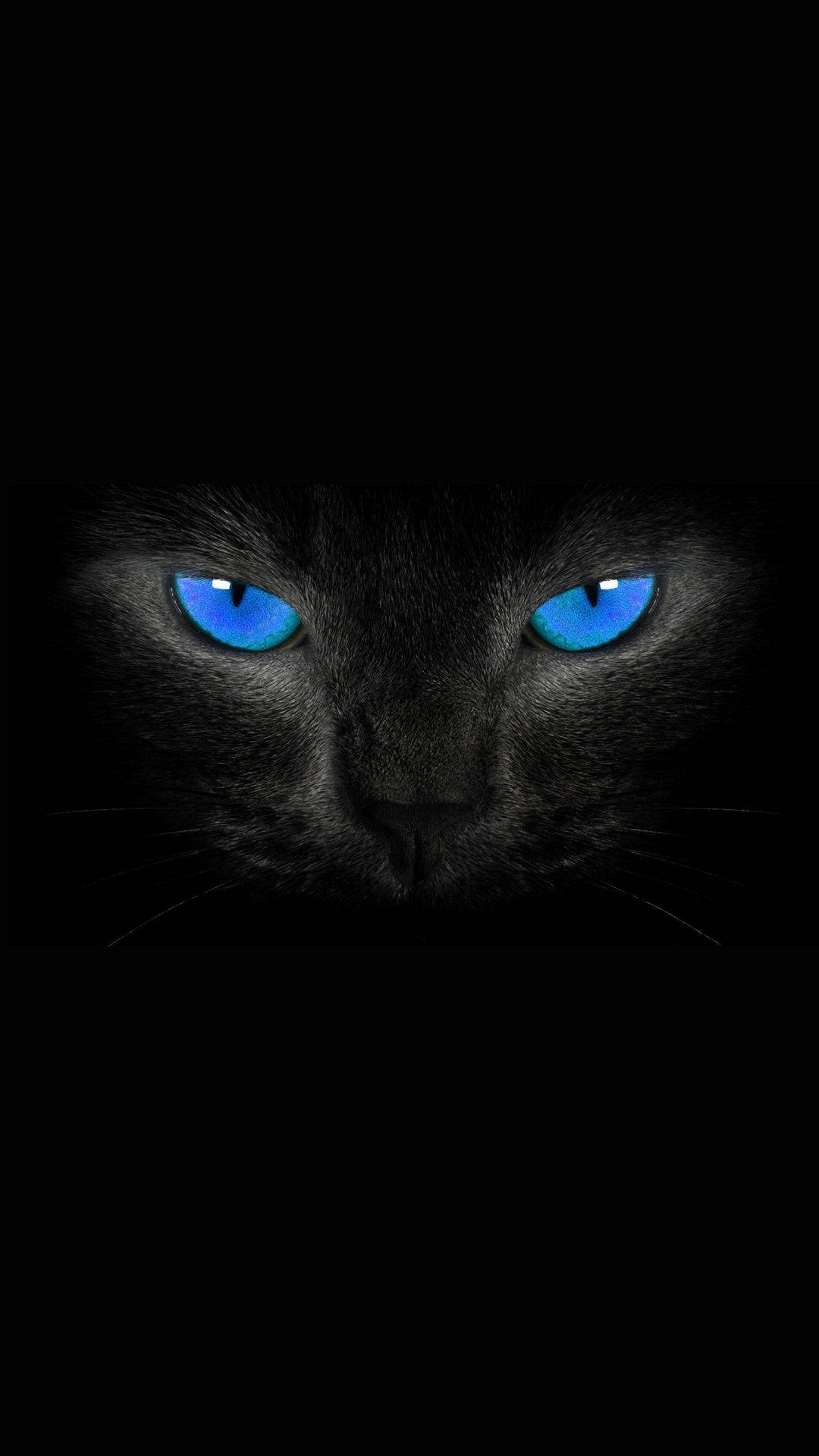 Amoled Blue-eyed Black Cat Wallpaper