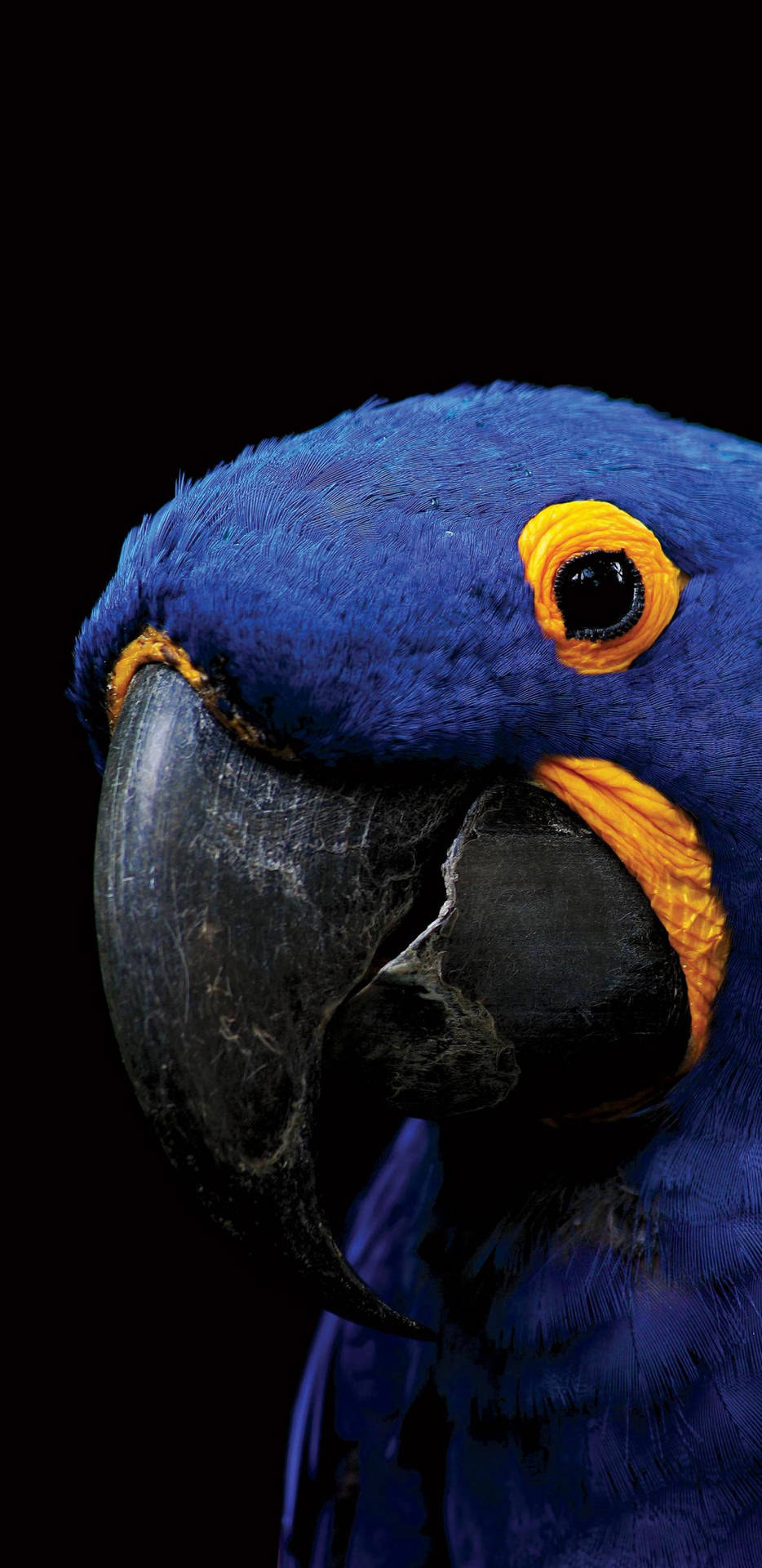 Amoled Cute Blue Parrot Wallpaper