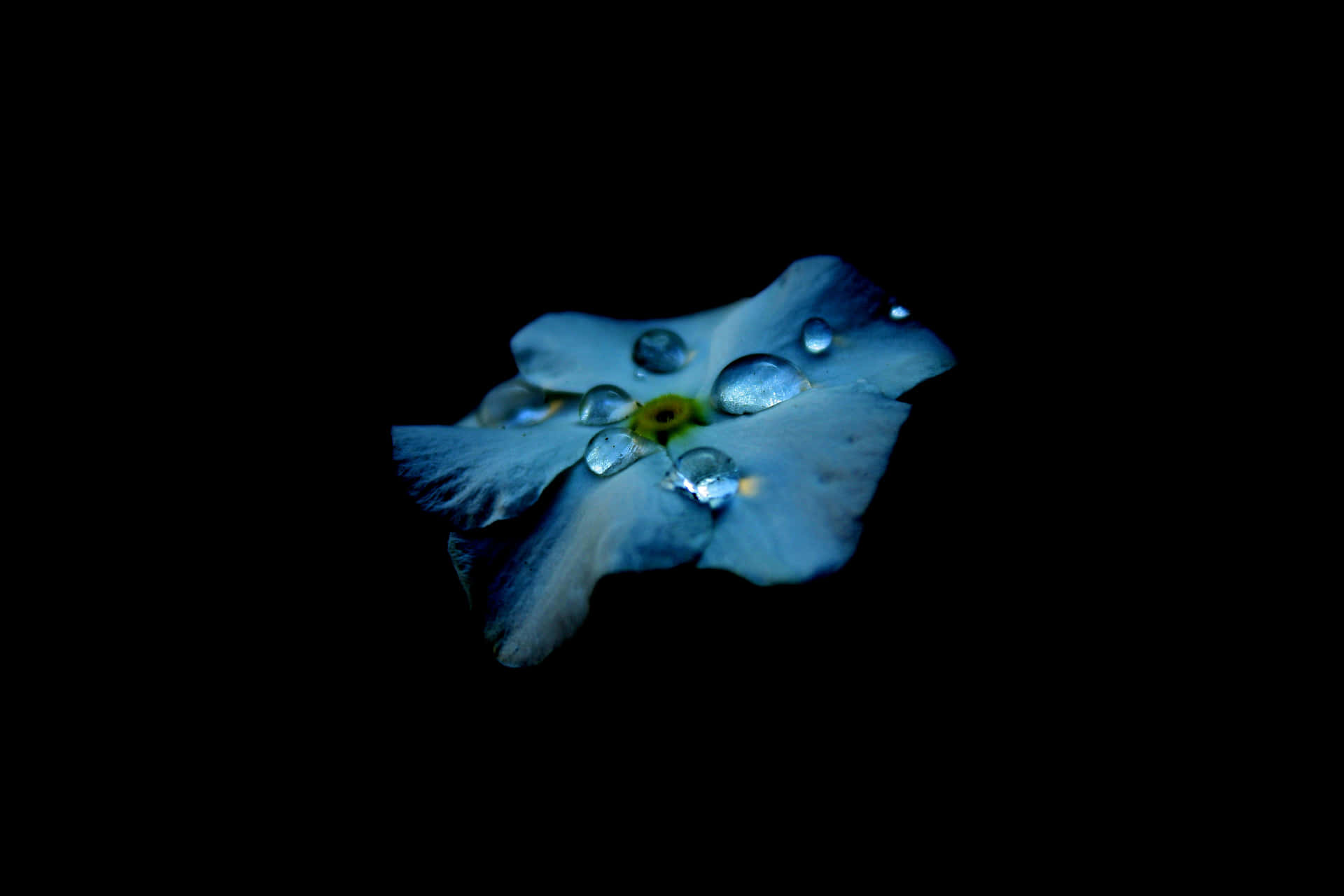 Amoled Laptop Water Droplets On Blue Flower Wallpaper