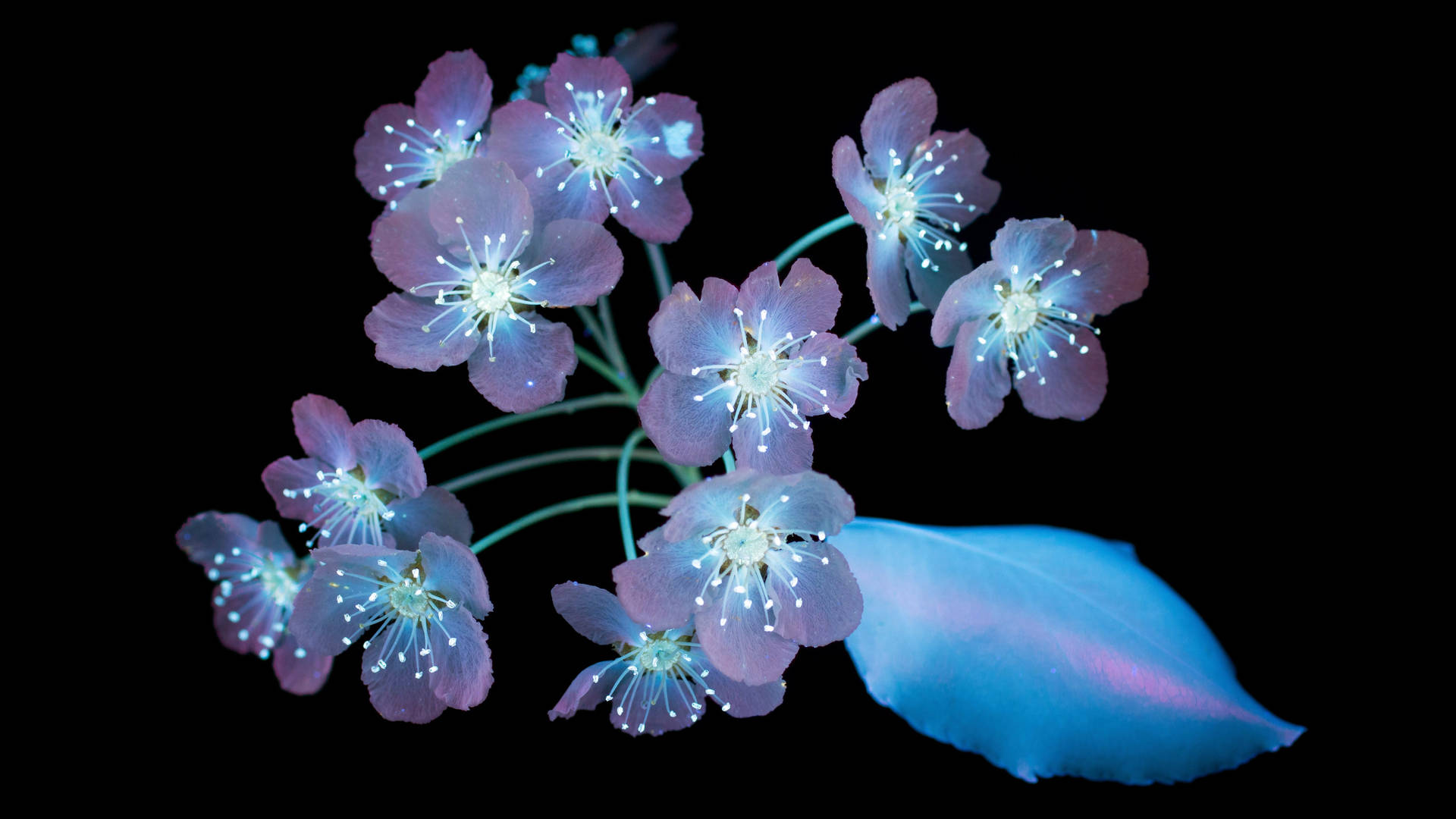 Amoled Luminous Flowers 4k Wallpaper