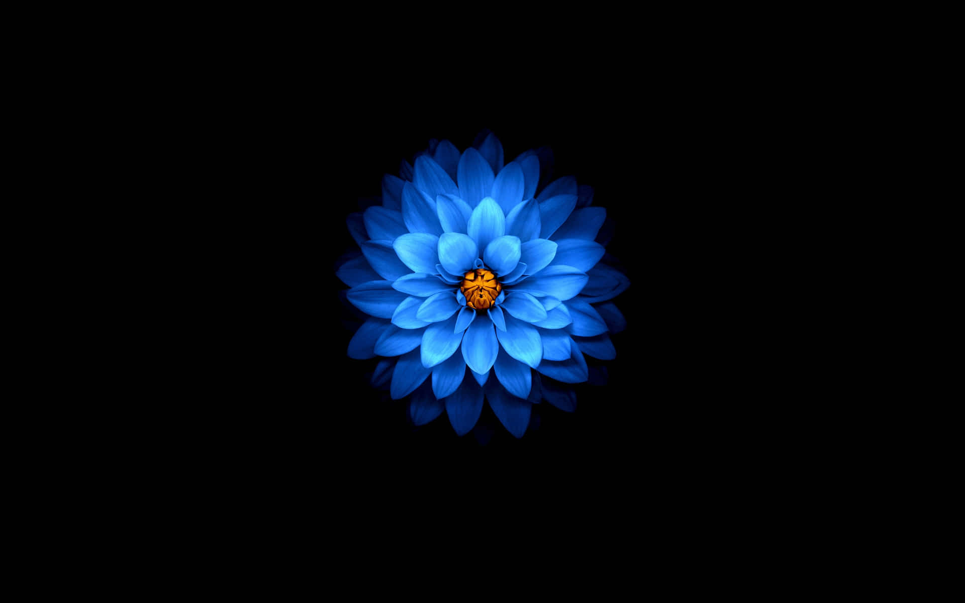 Amoled Pictures