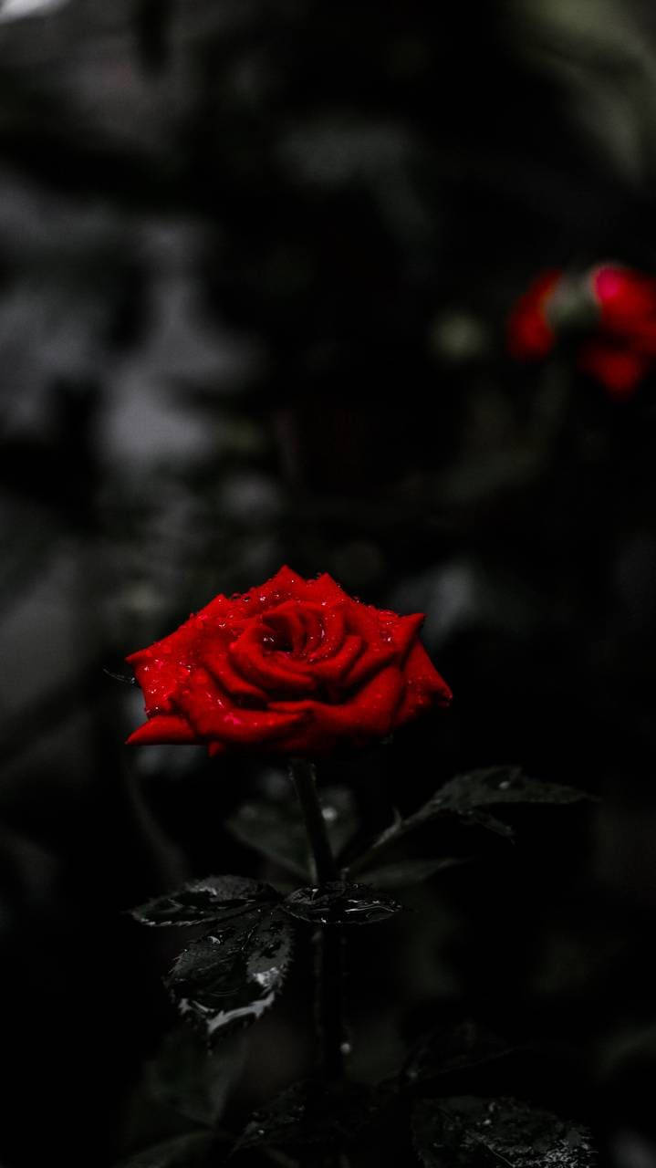 Amoled Rosa Rossa 4k Sfondo