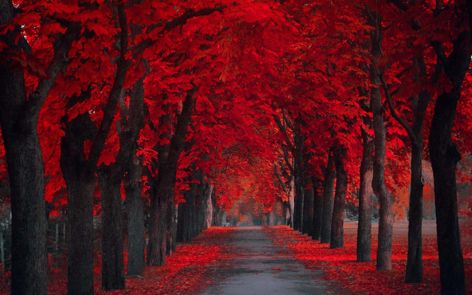 Nyd de farverige efterårsmåneder iblandt træer Wallpaper