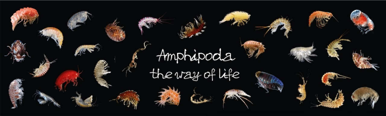 Amphipoda Diversity Showcase Wallpaper
