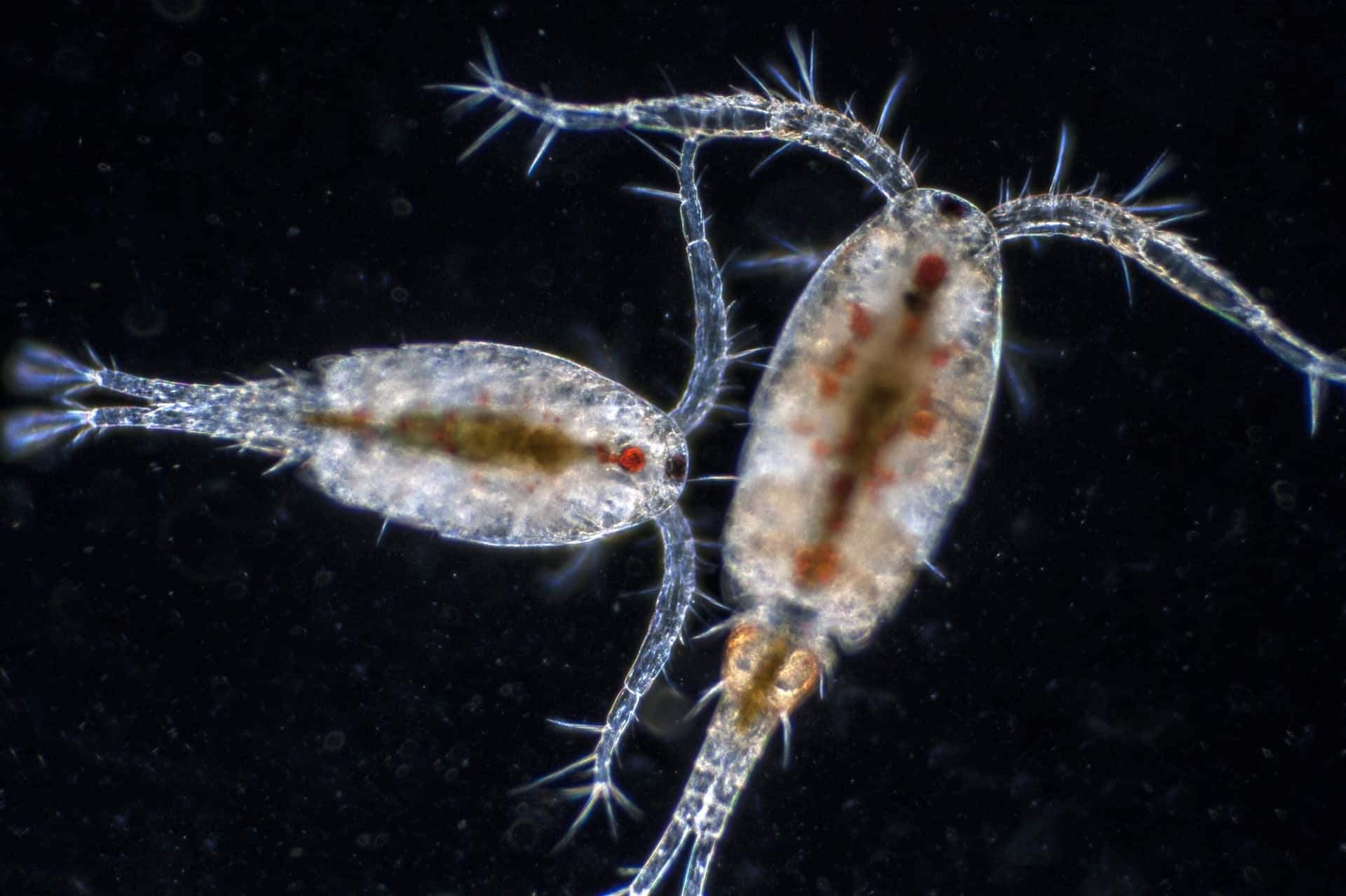 Amphipods Microscopic View Wallpaper
