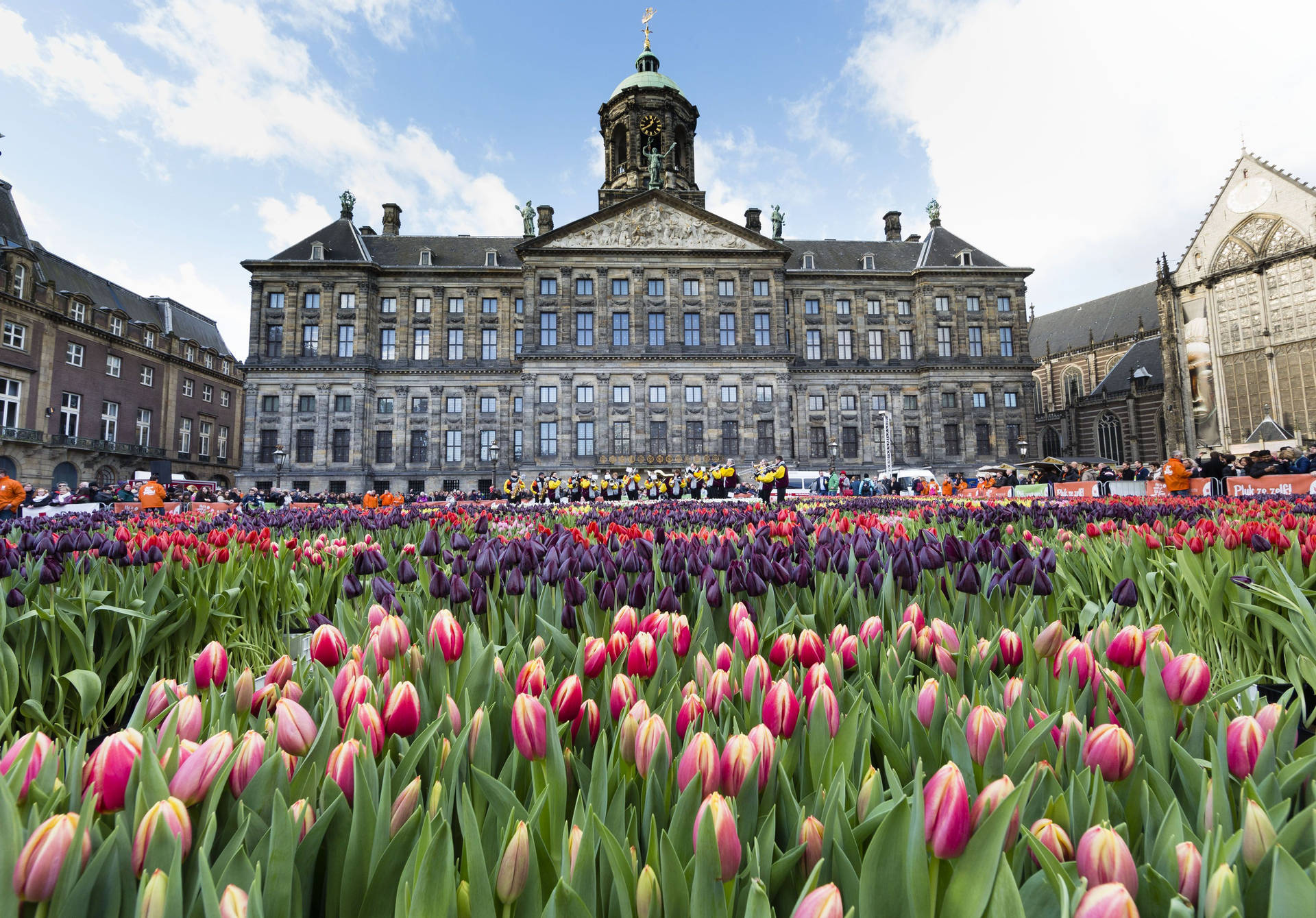 Amsterdam Royal Palace Pink Tulips Background