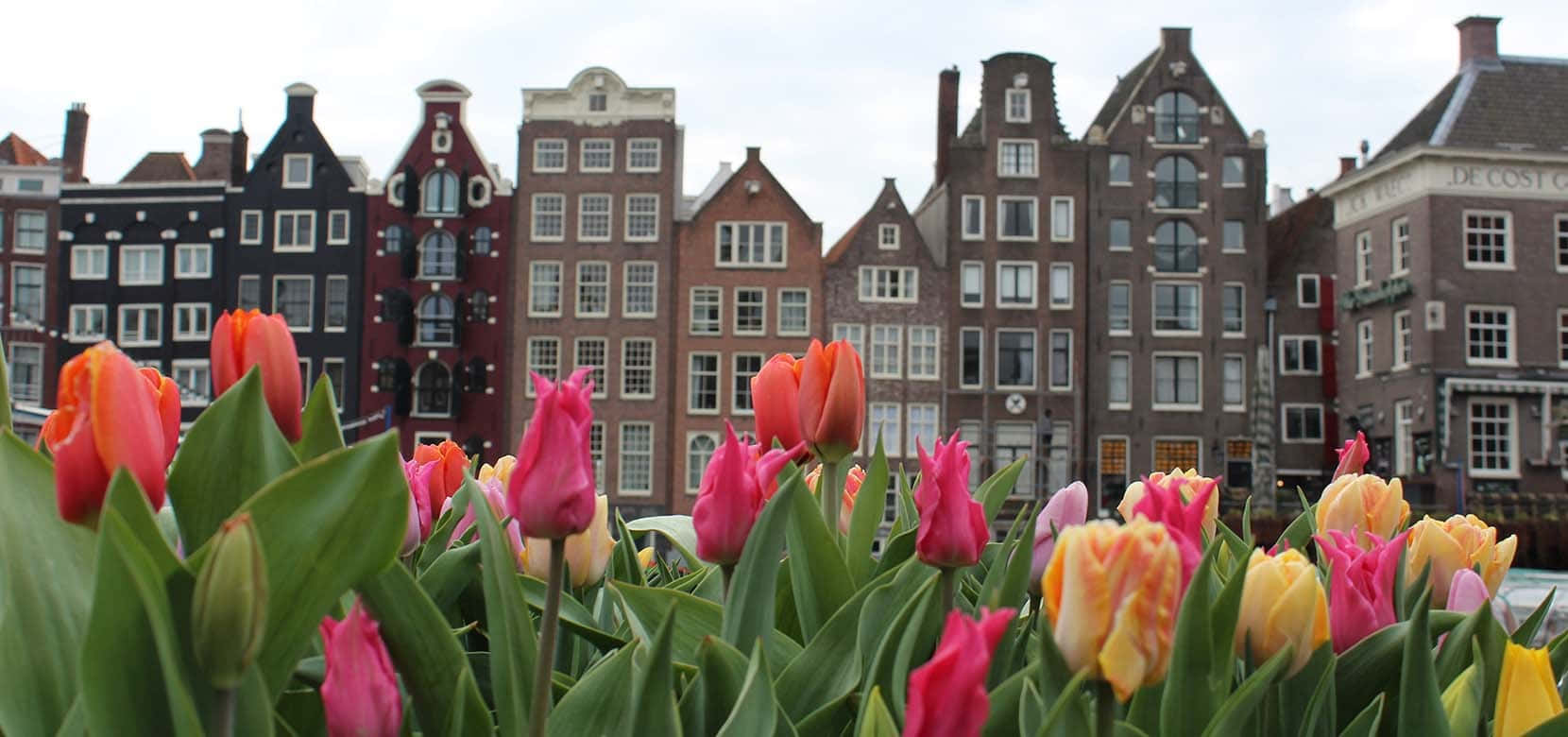 Tulipaner foran bygninger i Amsterdam. Wallpaper