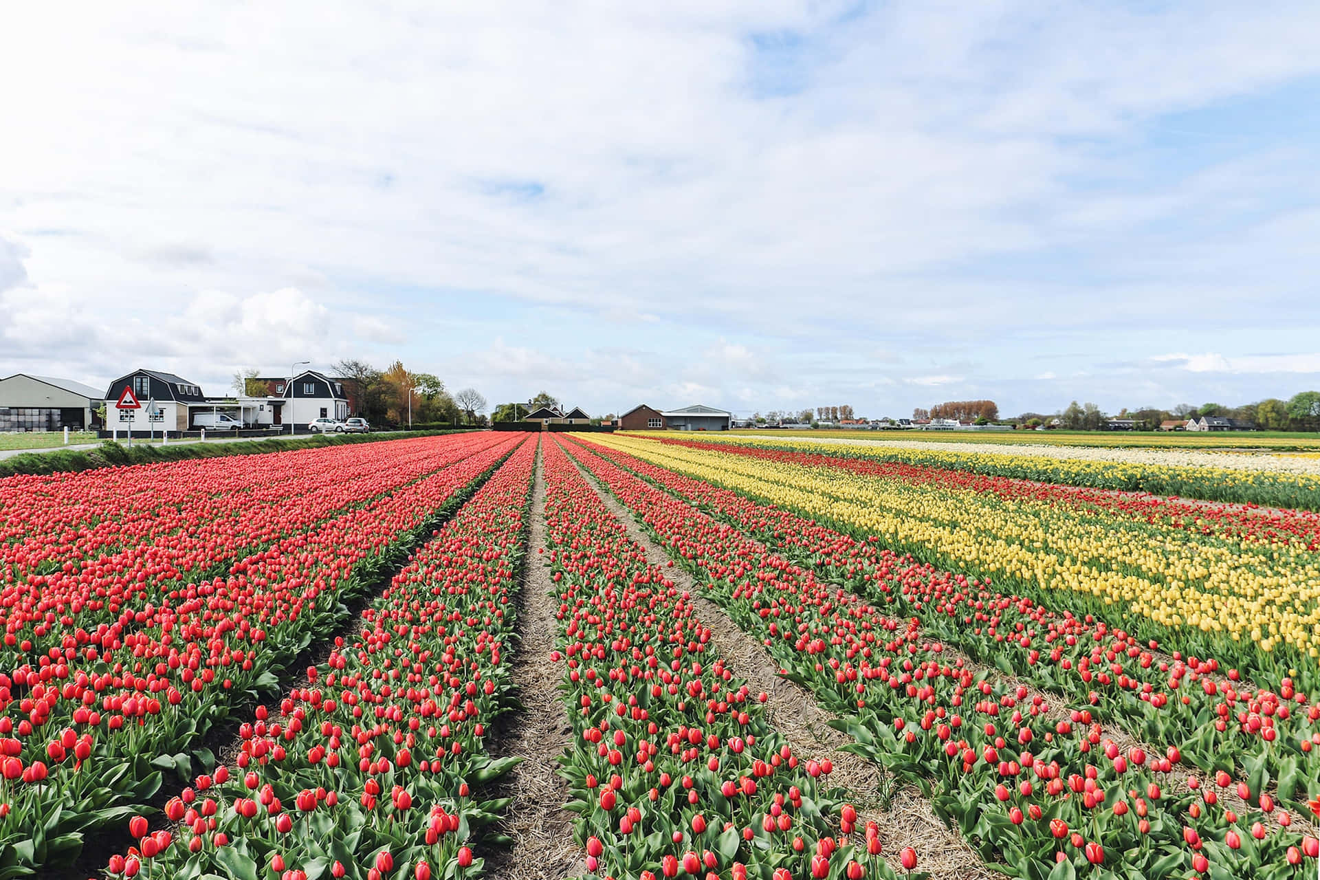 A Field Of Tulips With Many Different Colors Wallpaper