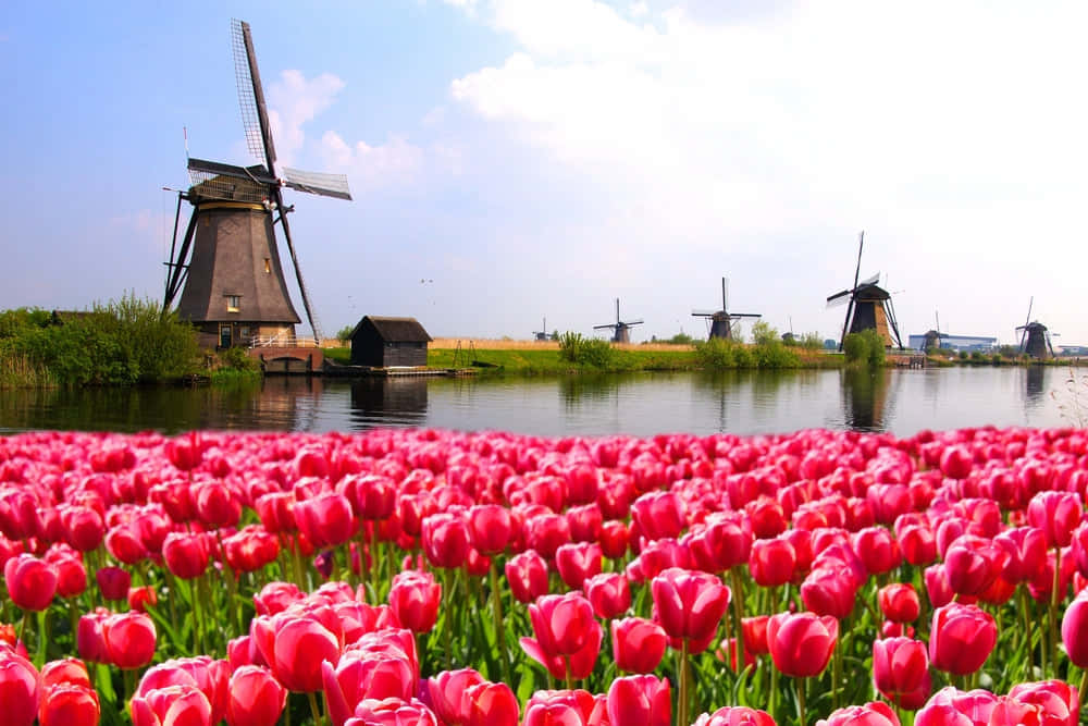 Nothing Beats a Trip to Amsterdam in the Spring Wallpaper