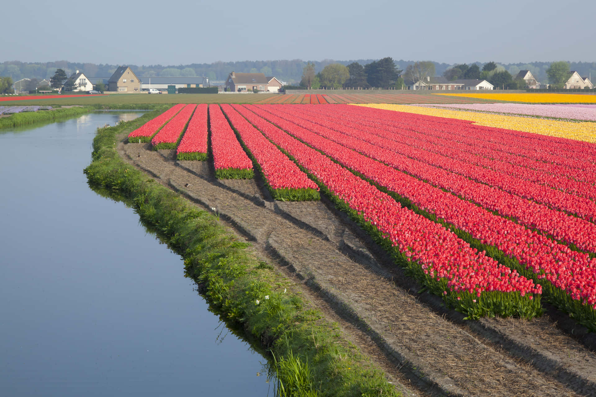 A Field Of Tulips Wallpaper